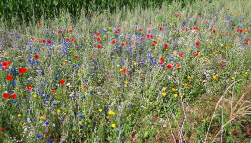 Blühwiese in Schwelm - agu-schwelm.de