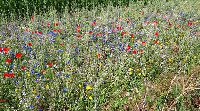 Weitere Blühwiese für die AGU