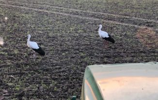 Störche in unserer Region