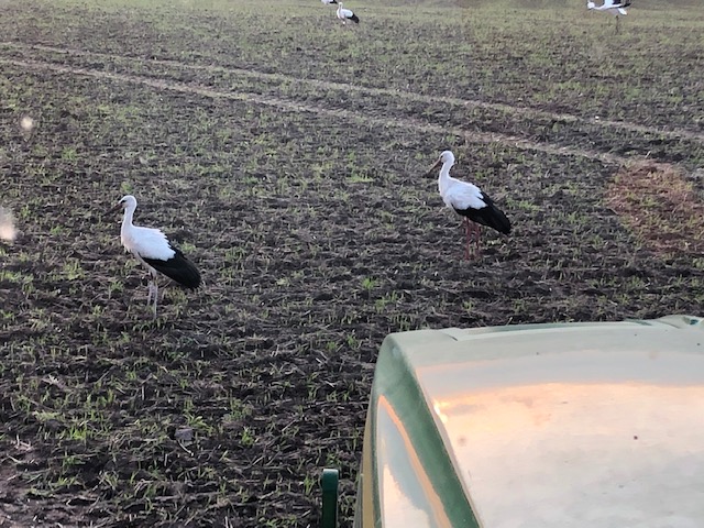 Störche in unserer Region