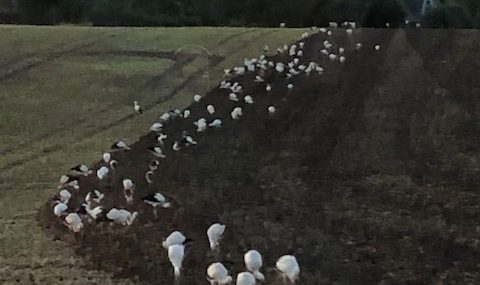 Störche in Ennepetal