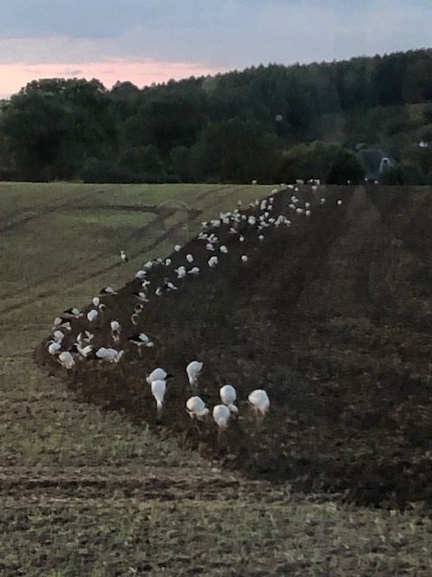 Störche in Ennepetal