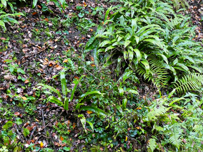 Erkundung des alten Bahntunnels in Schwelm