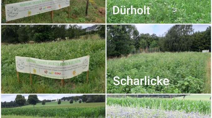 Blühwiesen in Schwelm – ein kurzes Zwischenfazit
