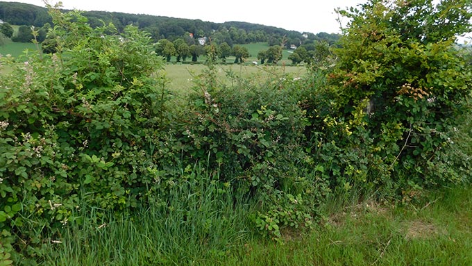 Hecke in Linderhausen