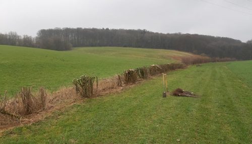 Hecken in Linderhausen