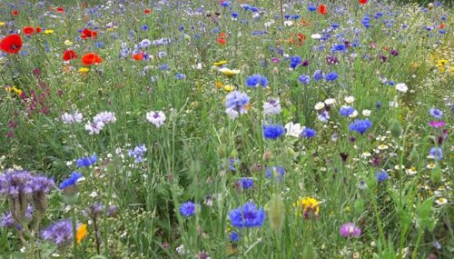 Blühwiesen 2021 - AGU Schwelm