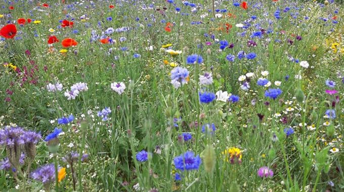 AGU Blühwiesen-Patenschaften 2021