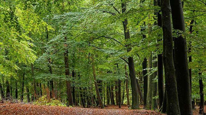 40 Jahre Arbeitsgemeinschaft Umweltschutz Schwelm