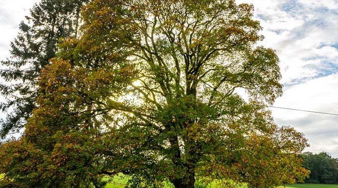 Projekt Klimabäume der Stadt Schwelm