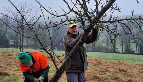 Leider musst ein kranker Apfelbaum entfernt werden