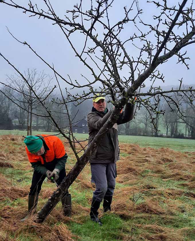 Leider musst ein kranker Apfelbaum entfernt werden