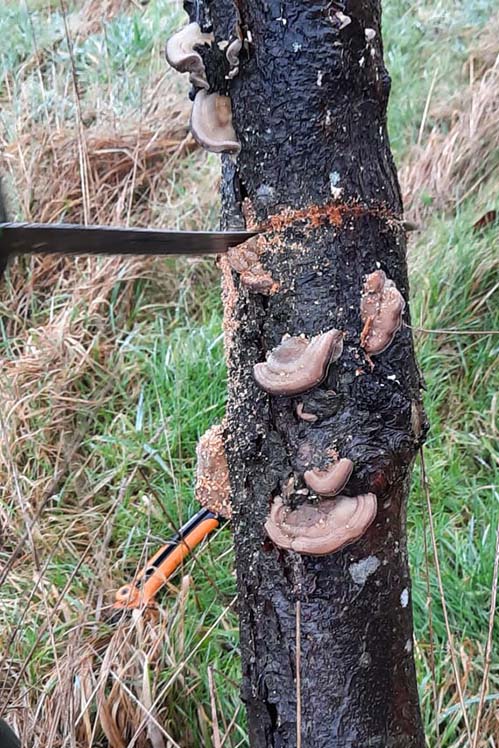 Der Schmetterlingspilz hat einen Apfelbaum befallen