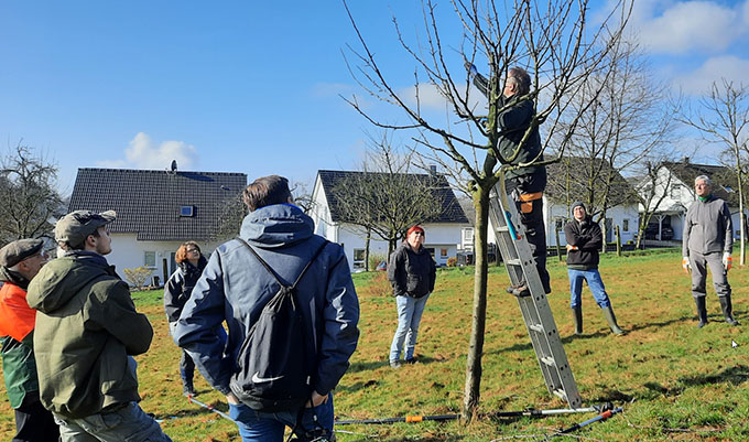 Der richtig Baumschnitt ist wichtig für gesunde Obstbäume
