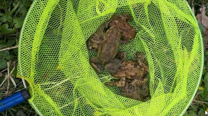 Schutzzaun zur Krötenwanderung am Schwelmer Freibad