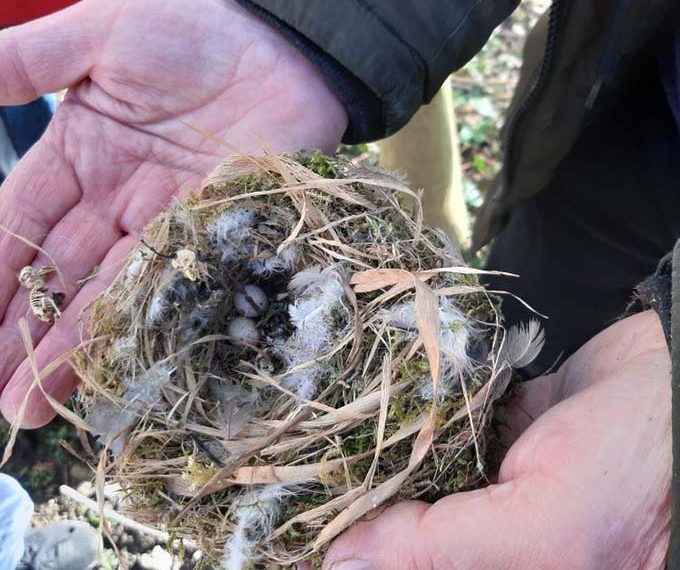 Nest aus dem Vorjahr