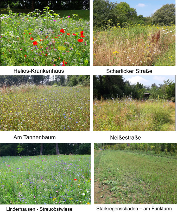 Die Blühwiesen haben sich 2022 unterschiedlich entwickelt