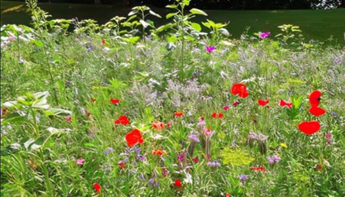 Blühwiesen am Helios Klinikum