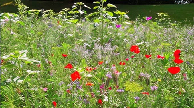 Blühwiesen in Schwelm 2022