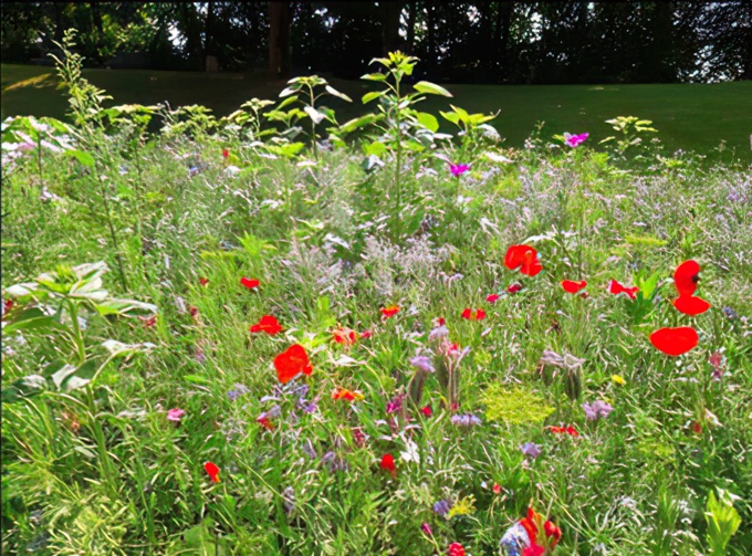 Blühwiesen am Helios Klinikum in Schwelm
