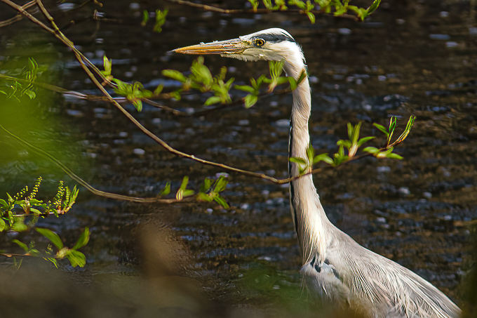 Graureiher Aktion Bioblitz 2022 Graureiher Bioblitz 2022