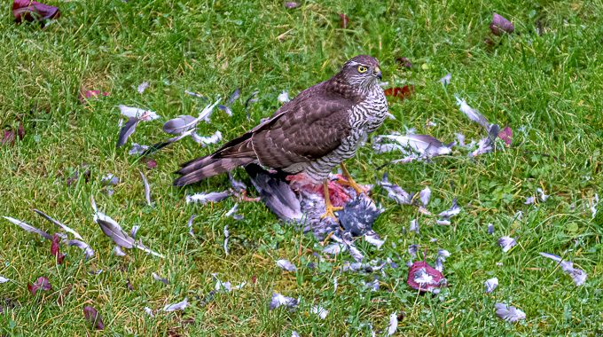 Bioblitz 2022 – Artenschutz für alle