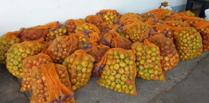 750 kg Äpfel hat das AGU Team gesammelt 750 kg Äpfel hat das AGU Team gesammelt