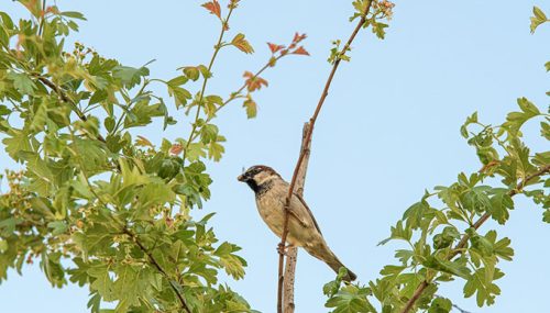 Stadtbäume bieten auch einen Lebnsraum für Tier - hier ein Sperling - Foto: © Volker Abels