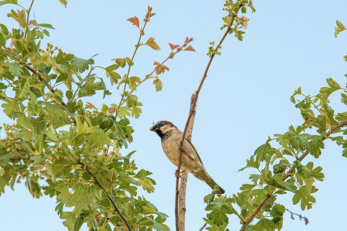 Stadtbäume bieten auch einen Lebensraum für Tiere - hier ein Sperling - Foto: © Volker Abels Stadtbäume bieten auch einen Lebensraum für Tiere - hier ein Sperling - Foto: © Volker Abels