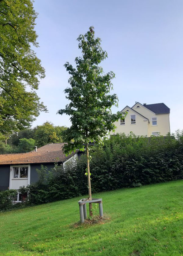 BürgerBäume - Beispiel eines BürgerBaums