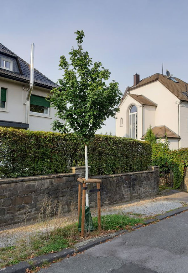 Stadtbaum in Schwelm