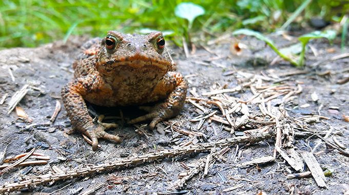 Krötenschutzzaun am Schwelmer Freibad