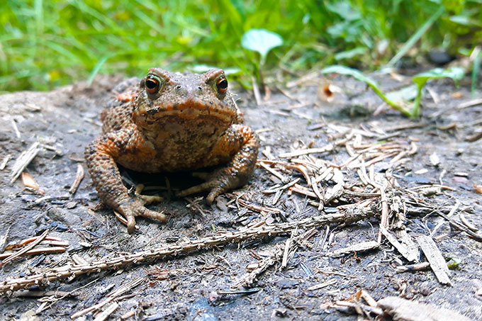 Erdkröte