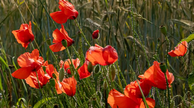 2023 – Schwelm blüht auf