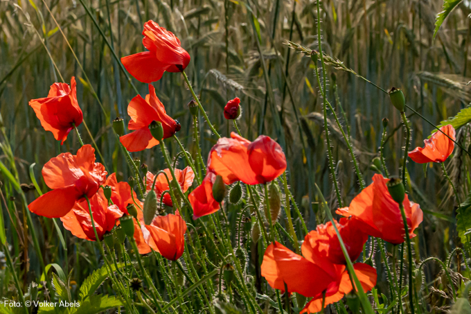 Mohnpflanzen Schwelm blüht auf 2023 - Mohnpflanzen