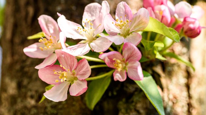 Apfelbäume pflanzen in Kindergärten