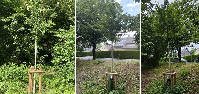 Weitere junge Bäume für ein gutes Stadtklima