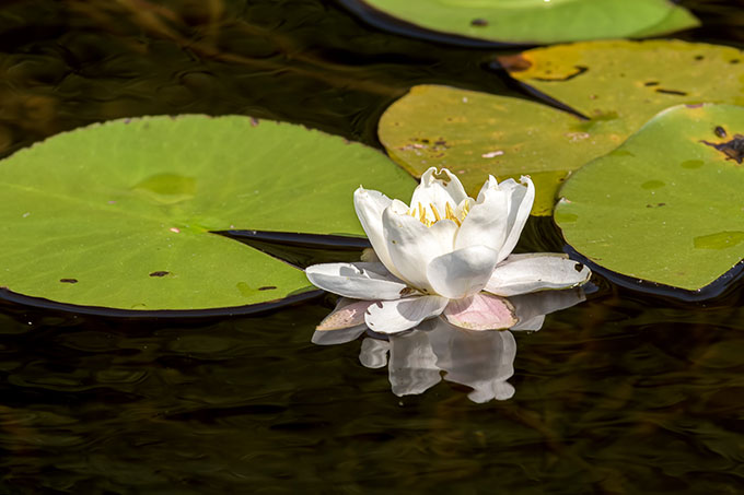 Seerose auf dem Heiligen Meer - Foto: © Volker Abels